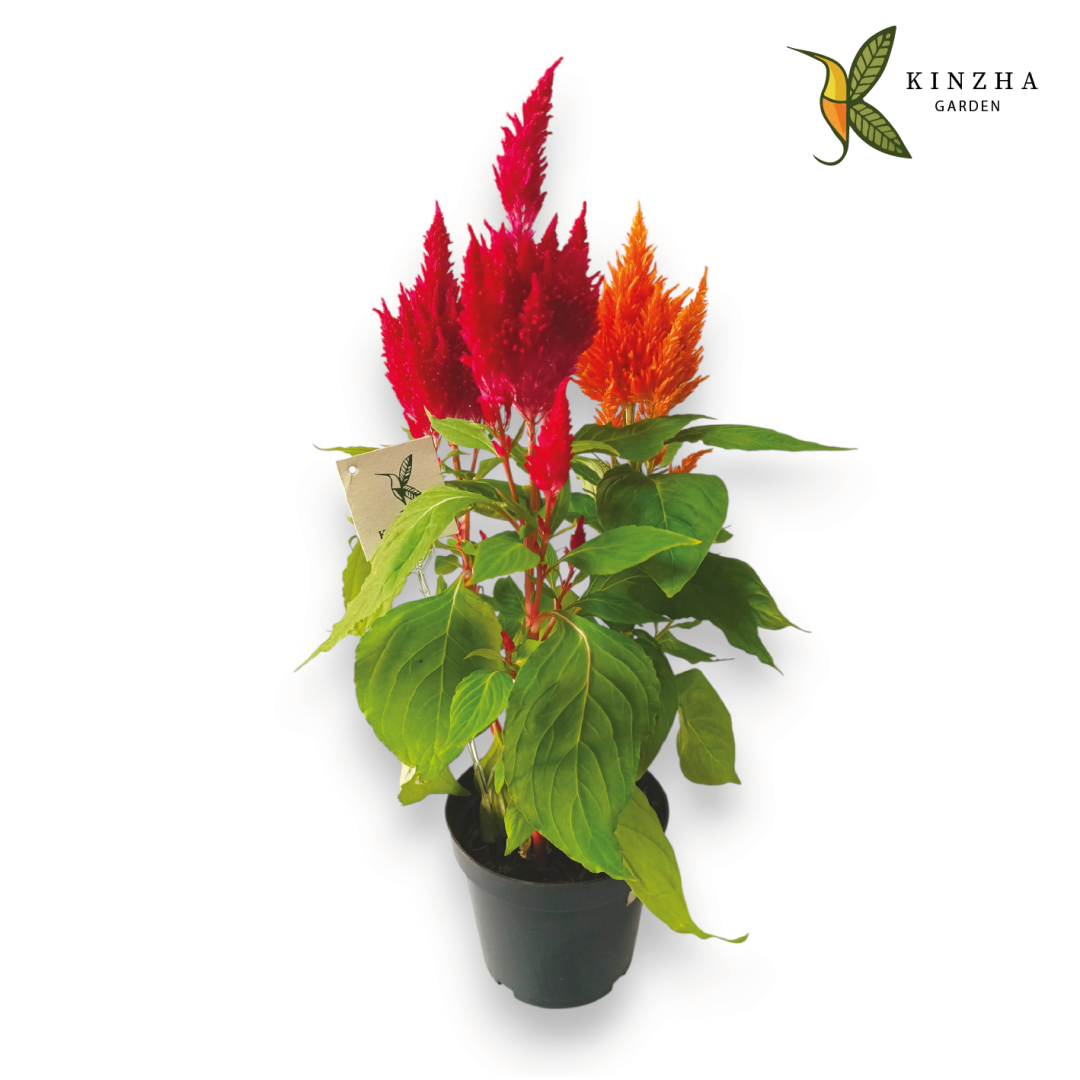 25. Cresta de gallo- Flor de terciopelo