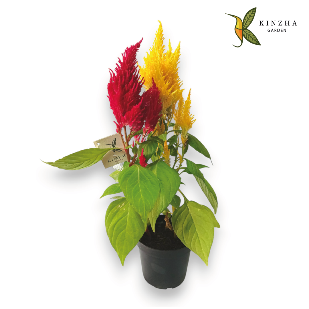25.2 Cresta de gallo- Flor de terciopelo