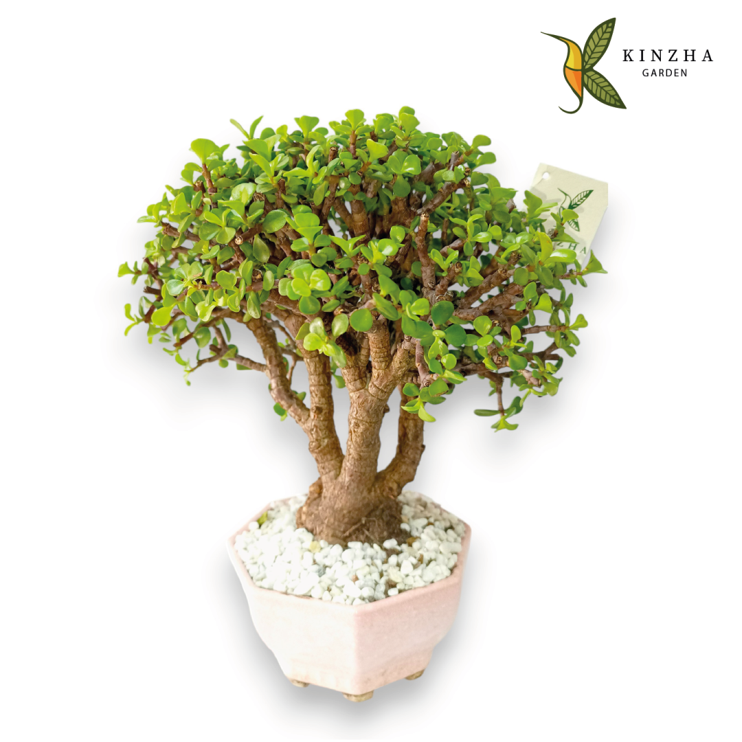 31. Bonsai Jade