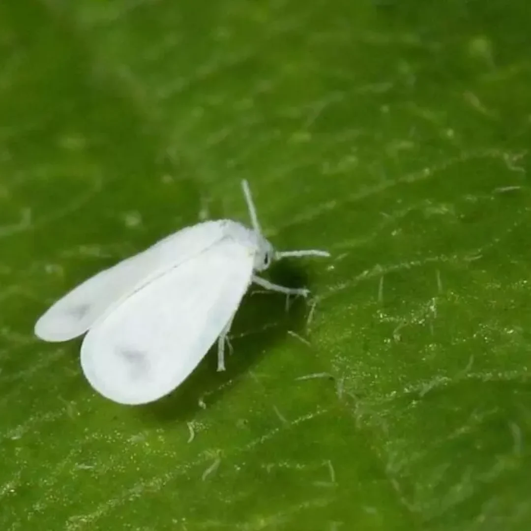 palomilla-blanca-min