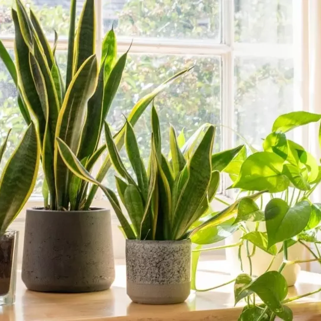 plantas-de-interior-min