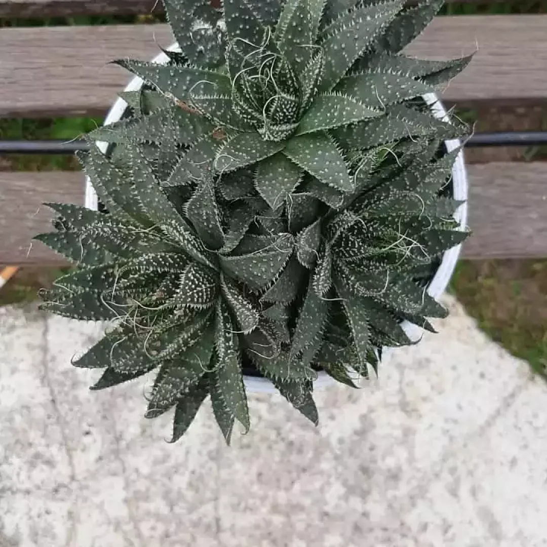 suculenta-haworthia-atenuata-1-min